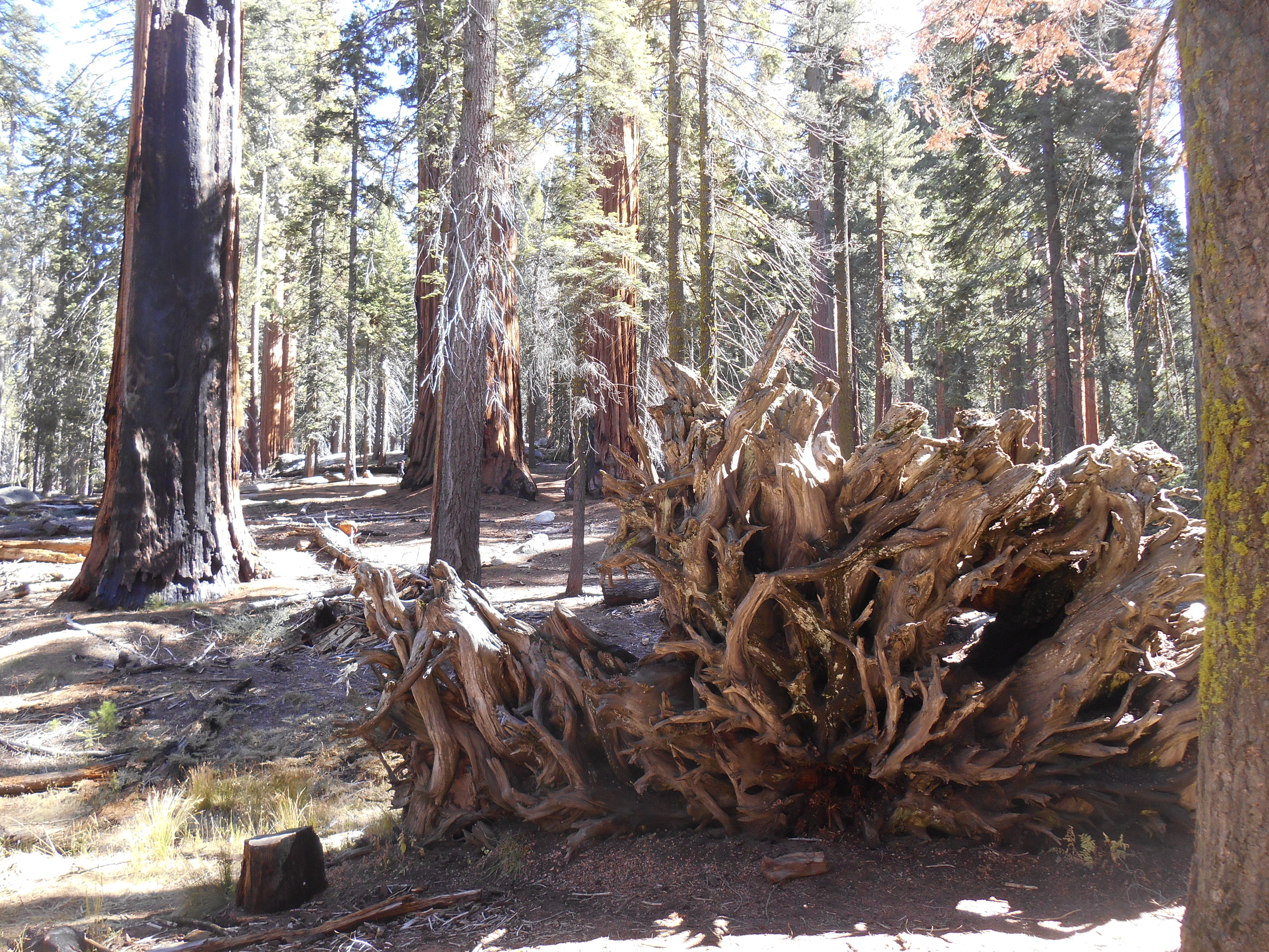 Wurzeln eines Redwoods