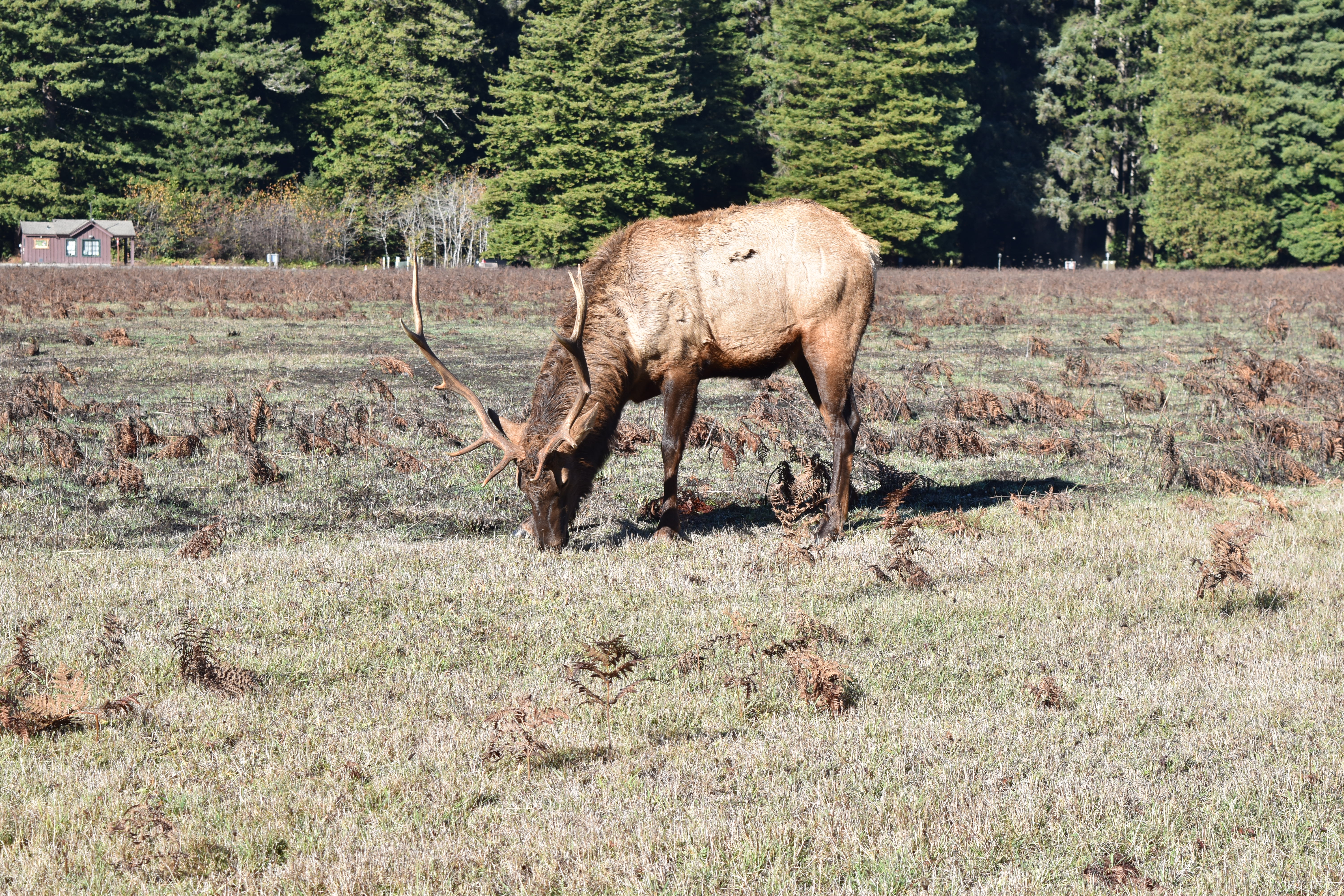 Elk - Wapiti
